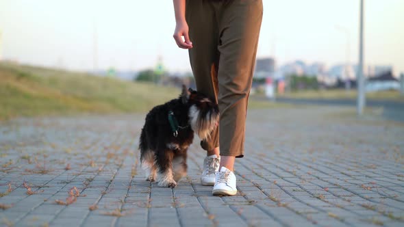 The Dog Walks Like a Snake Between the Legs of the Owner