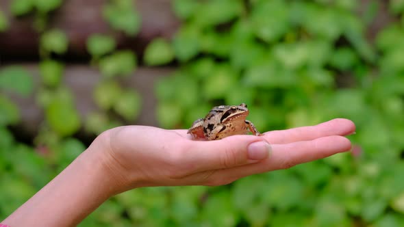 Frog in Hands of Woman, Stock Footage | VideoHive