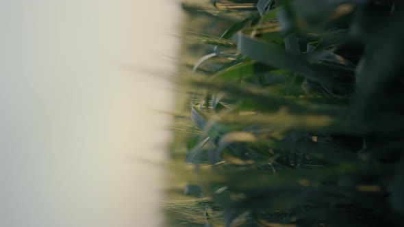 Wheat Field Evening Sunlight Vertical View alt