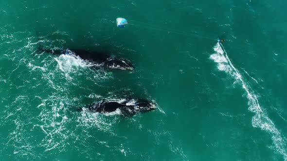 Top Down Aerial Shot of a Kitesurfer Surfing Beside Southern Right Whales