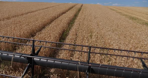 Harvester Cuts Wheat Stalks. Harvest
