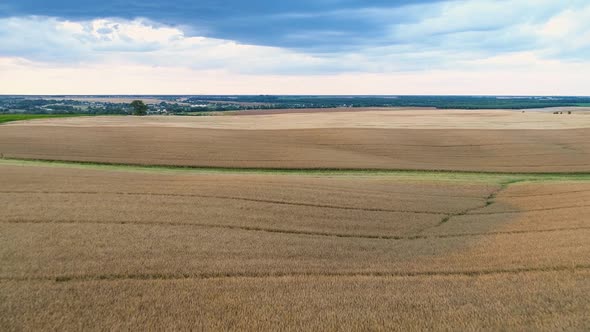 Flight Over Fields with Ripe Rape and Wheat