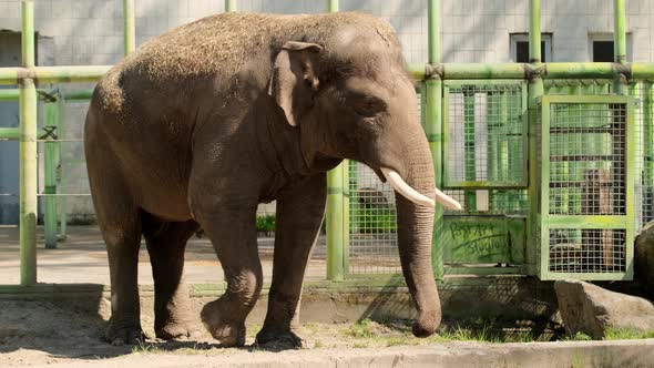 Happy young indian elephant at zoo on sunny day alt