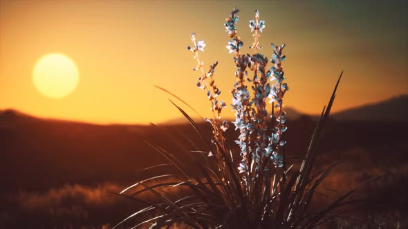 Wild Flowers on Hills at Sunset alt