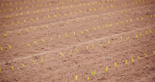Agriculture - Young Corn Growing at Agricultural Field alt