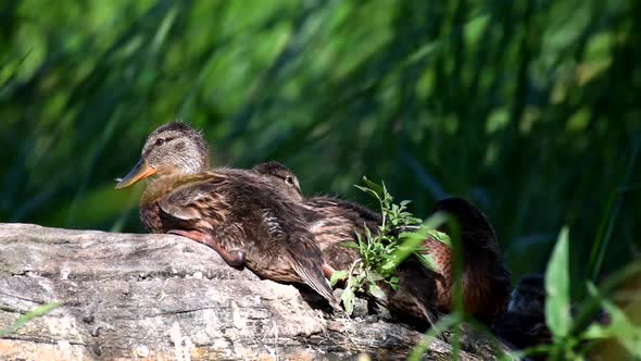 Wild Mallard duck, (Anas platyrhynchos). Ducklings resting on a fallen tree