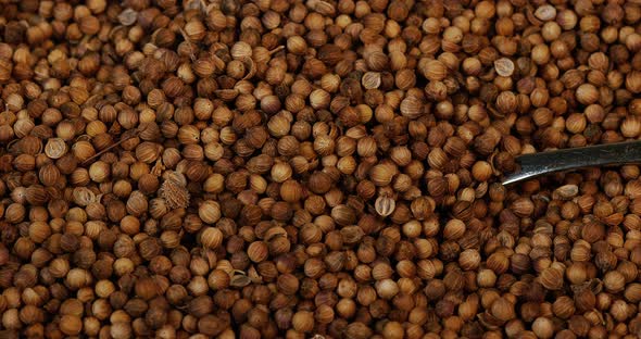 Coriander, coriandrum sativum, seeds falling , Slow Motion 4K alt