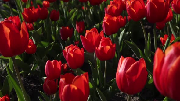 Red Tulips Sway in the Wind alt