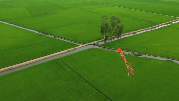 Peaceful landscape with alone tree, kites and green fields in the countryside