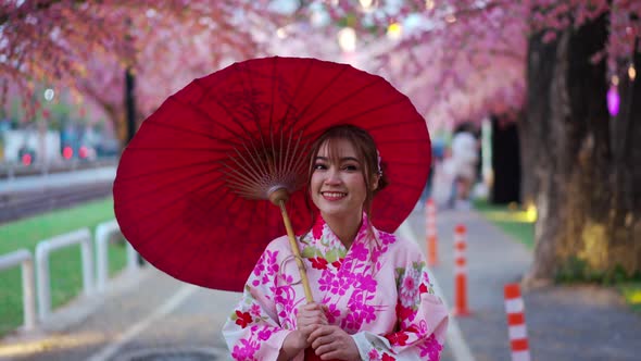 woman in yukata (kimono dress) walking and looking sakura flower or cherry blossom blooming alt