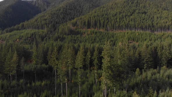 Managed forest outside of Olympic National Forest in Washington state.  Prior year lumber harvest li alt