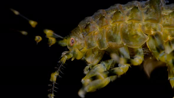 Amphipoda Pallasea Cancellus Under the Microscope, Family Pallaseidae, Endemic alt