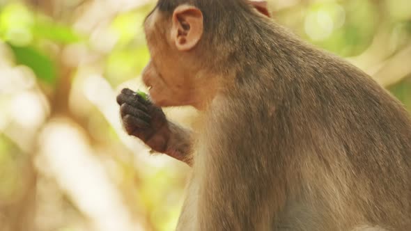 Goa, India. Bonnet Macaque - Macaca Radiata Or Zati. Close Up Portrait. Monkey Eats Leaves alt