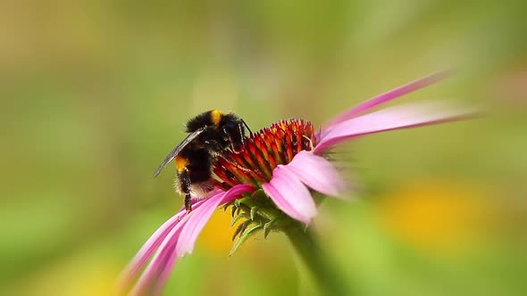 bumblebee on coneflower, background spring time
