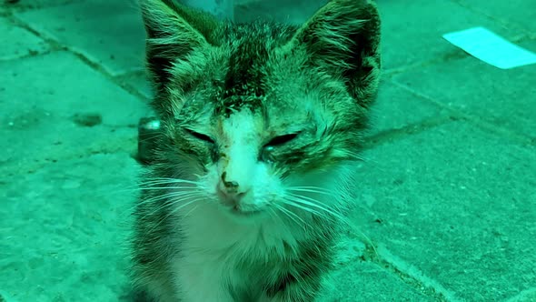 Homeless Sick Cat in a Green Pavilion