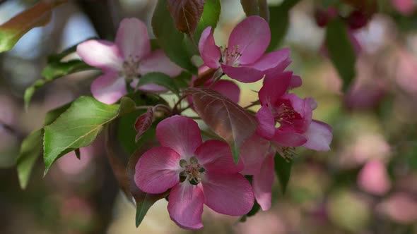 Branch of Blooming Pink Apple Tree With Flowers in Spring Garden