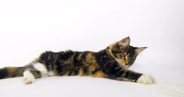 Brown Tortie Blotched Tabby and White Maine Coon Domestic Cat, Female playing  Normandy in France, alt