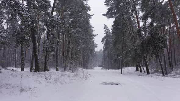 Winter Landscape And Trees alt