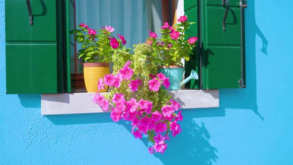 Flowers in Pots Stand on Windowsill of House in Burano alt