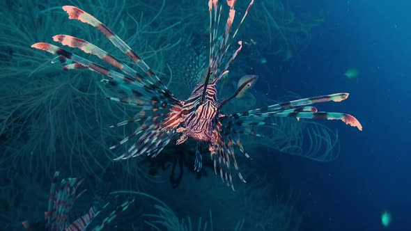 Common Lionfish (pterois volitans) front and profile view with blue ocean as backdrop alt