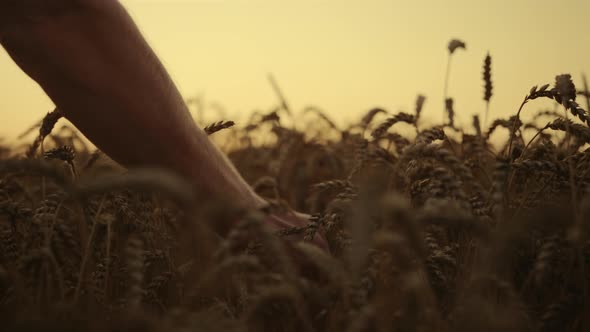 Wheat Harvest at Sunrise Morning Field Closeup alt
