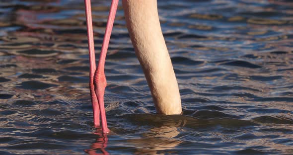 Greater Flamingos, Phoenicopterus roseus,Pont De Gau,Camargue, France alt