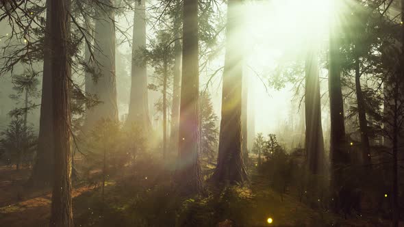 Fantasy Firefly Lights in the Magical Forest alt