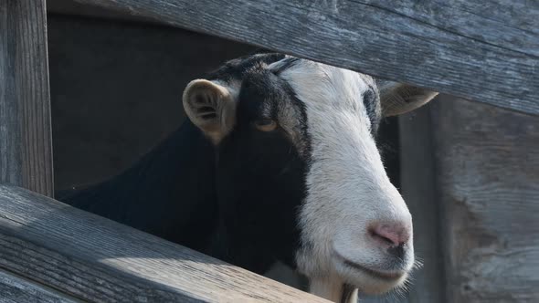 Slow motion close-up of a goat as it looks through a fence at the camera. alt