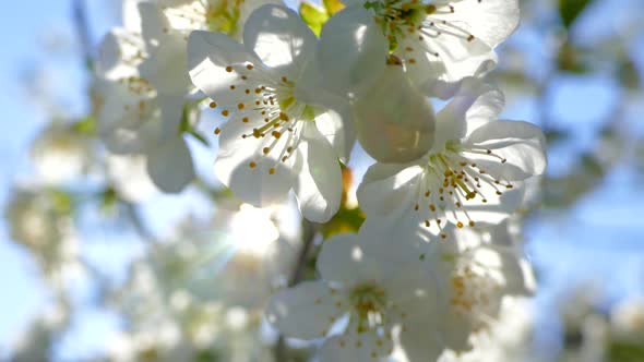 Spring Flowering of a Fruit Tree Branch