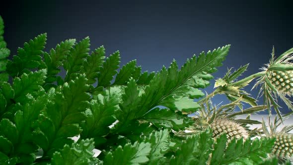 Plants For Traditional Medicine alt