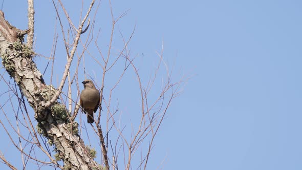 Solo grayish baywing, agelaioides badius, perched on bare tree branch against clear blue sky backgro alt