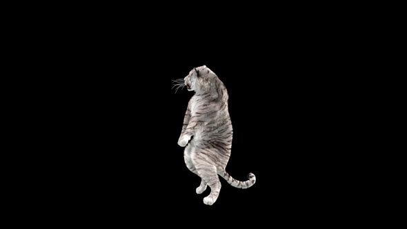 White Tiger Dancing HD alt