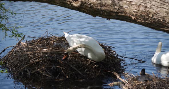 4K - Swan's conflict with Eurasian coot bird alt