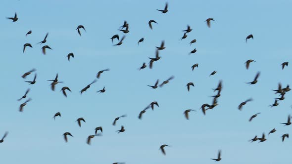 Flock Of Birds Flying In The Background Of The Sky By Uglyduckbg Videohive