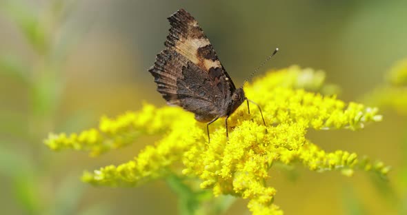 Small Tortoiseshell Butterfly Aglais Urticae Nymphalis Urticae alt