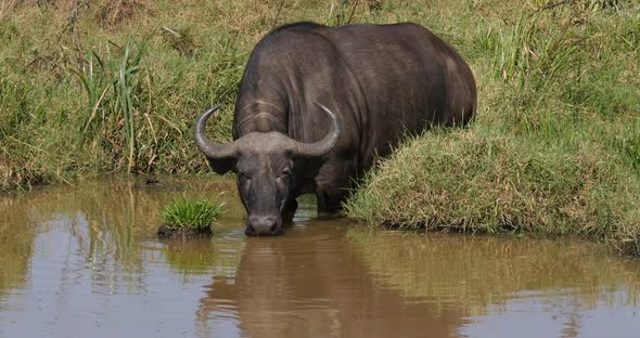 African Buffalo, syncerus caffer, Adult at Waterhole, Drinking Water, Nairobi Park in Kenya alt