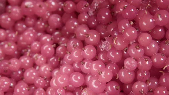 EXTREME CLOSEUP PAN, stunning, shiny, fresh redcurrants alt