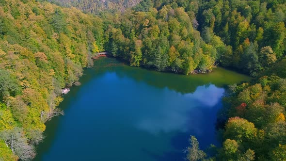 Forest and Lake