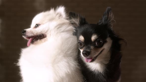 cute friendship chihuahua black color and white fluffy pomeranian dogs friend