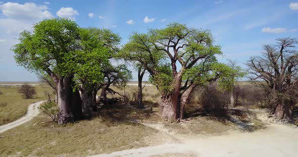 4 K Baines Baobabs alt