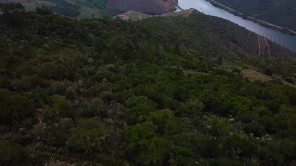 bird's eye view of the douro valley and river with the many terraces and the vineyards of the porto alt