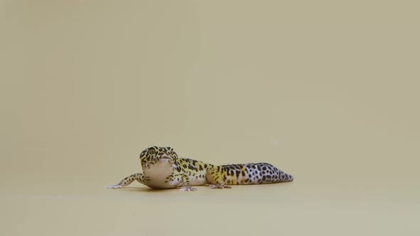 Leopard Gecko Standard Form Eublepharis Macularius on a Beige Background alt