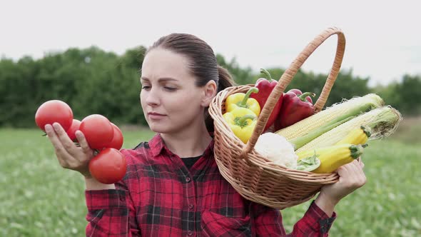 The farmer holds fresh fragrant red tomatoes in his hands. Organic vegetables. alt