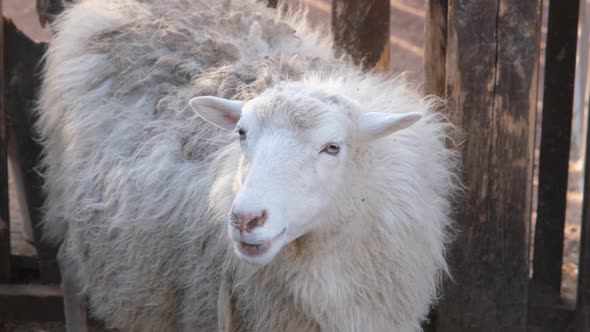 Funny Fluffy White Ram or Sheep Chews Grass