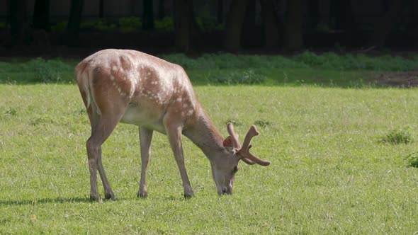 Young Red Deer Grazing in the Zoo