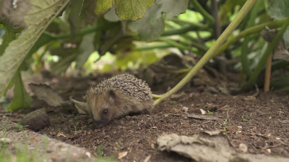Little European Hedgehog Foraging Food Amidst Zucchini Plants Garden. Closeup alt