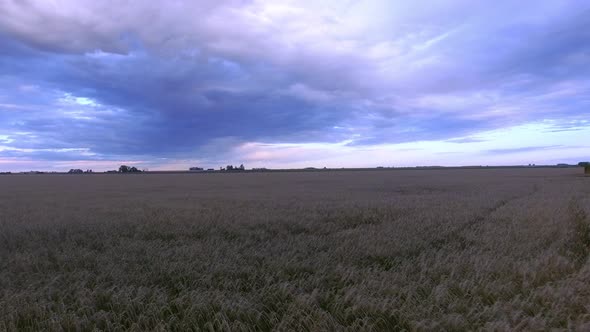 Wheatfield beneath dramatic sky alt