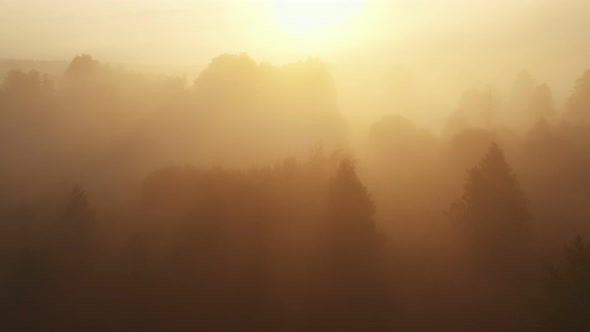 Drone Flying Over Incredible Sunrise Foggy Valley Trees and River Covered with Thick Mist on Amazing alt