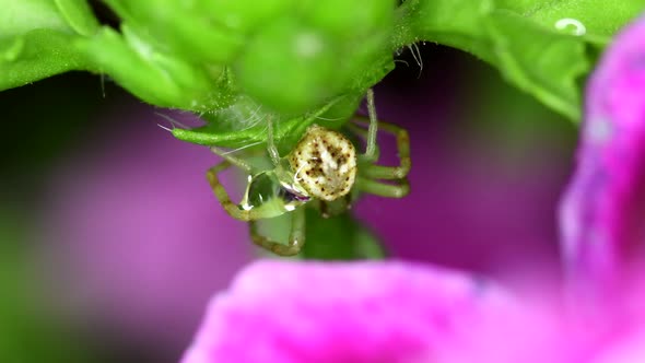 Closeup footage of a crab spider (Thomisidae sp) in a geranium plant getting rid of a drop of water. alt
