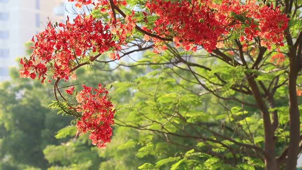 Royal Poinciana Tree Delonix Regia Flame Tree Blossoming in Abu Dhabi in Spring alt